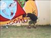 rapmineiro.com (220)
